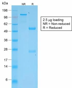 TNFSF15 / TL1A / VEGI Antibody - SDS-PAGE Analysis Purified VEGI Rabbit Monoclonal Antibody (VEGI /2052R). Confirmation of Purity and Integrity of Antibody.