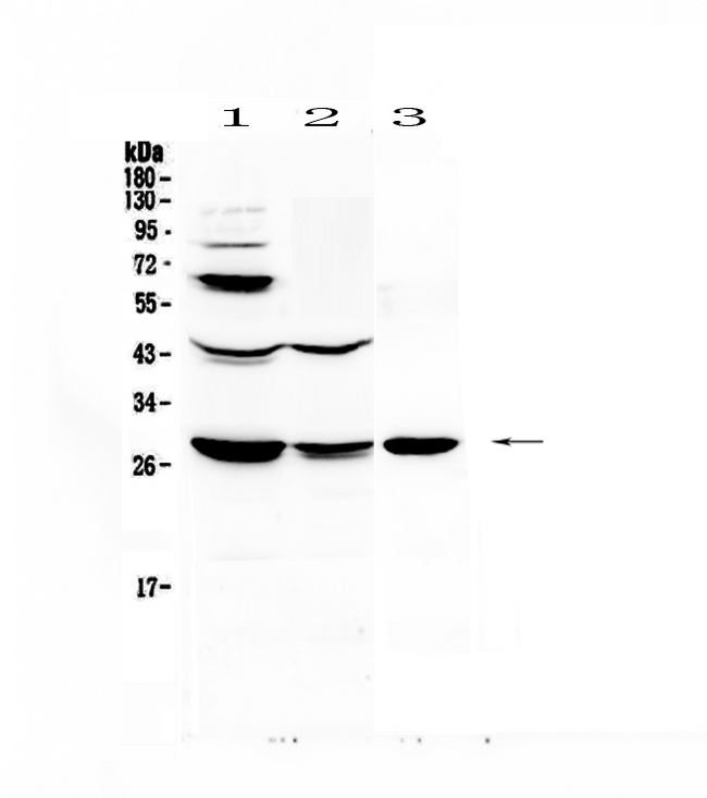 TNFSF15 / TL1A / VEGI Antibody - Western blot - Anti-TL1A Picoband antibody