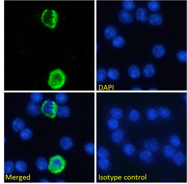 TNFSF18 / GITRL Antibody - IF staining of mouse splenocytes.