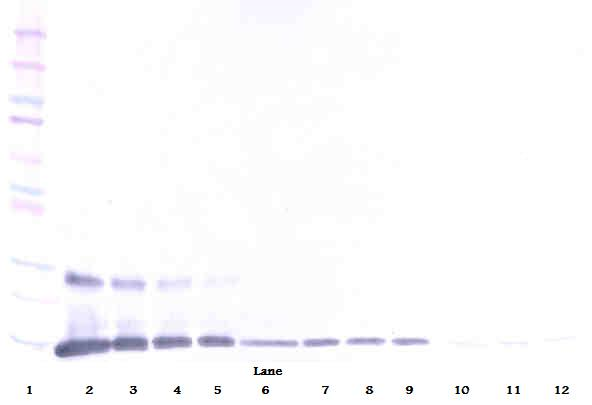 TNFSF18 / GITRL Antibody - Anti-Human AITRL Western Blot Reduced