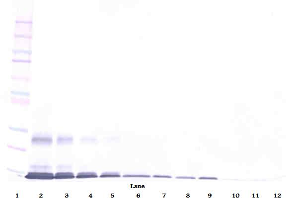 TNFSF18 / GITRL Antibody - Anti-Human AITRL Western Blot Unreduced