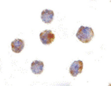 TNFSF18 / GITRL Antibody - Immunocytochemistry of GITRL in THP-1 cells with GITRL antibody at 10 ug/ml.