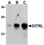 TNFSF18 / GITRL Antibody - Western blot of (A) 5 ng, (B) 25 ng, and (C) 50 ng of purified recombinant GITRL with GITRL antibody at 1 ug/ml.