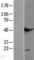 TNFSF18 / GITRL Protein - Western validation with an anti-DDK antibody * L: Control HEK293 lysate R: Over-expression lysate