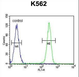TNFSF4 / OX40L / CD252 Antibody - TNFSF4 Antibody flow cytometry of K562 cells (right histogram) compared to a negative control cell (left histogram). FITC-conjugated goat-anti-rabbit secondary antibodies were used for the analysis.