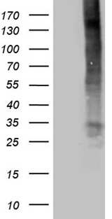 TNFSF4 / OX40L / CD252 Antibody - HEK293T cells were transfected with the pCMV6-ENTRY control. (Left lane) or pCMV6-ENTRY TNFSF4. (Right lane) cDNA for 48 hrs and lysed