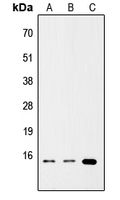 TNFSF4 / OX40L / CD252 Antibody - Western blot analysis of CD252 expression in HEK293T (A); Raw264.7 (B); H9C2 (C) whole cell lysates.