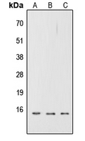 TNFSF4 / OX40L / CD252 Antibody - Western blot analysis of CD252 expression in A549 (A); NS-1 (B); H9C2 (C) whole cell lysates.