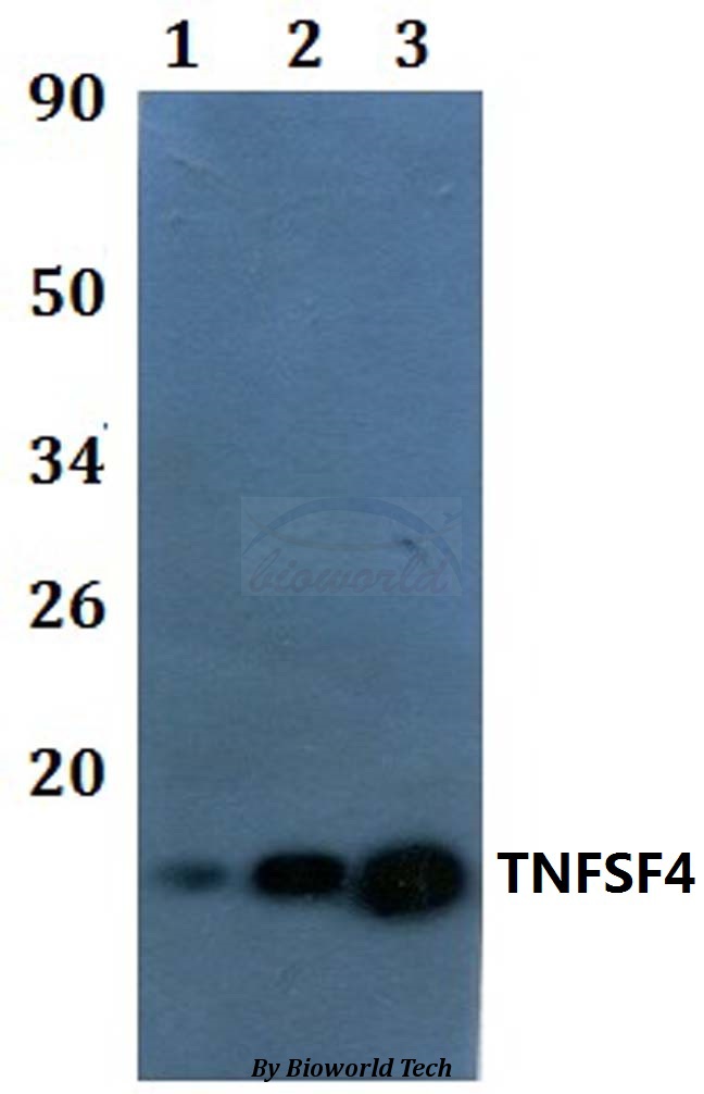 TNFSF4 / OX40L / CD252 Antibody - Western blot of TNFSF4 antibody at 1:500 dilution. Lane 1: A549 whole cell lysate. Lane 2: H9C2 whole cell lysate. Lane 3: SP20 whole cell lysate.