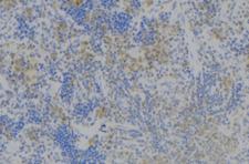 TNFSF4 / OX40L / CD252 Antibody - 1:100 staining human lymph node tissue by IHC-P. The sample was formaldehyde fixed and a heat mediated antigen retrieval step in citrate buffer was performed. The sample was then blocked and incubated with the antibody for 1.5 hours at 22°C. An HRP conjugated goat anti-rabbit antibody was used as the secondary.