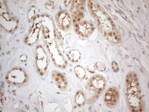 TNFSF5IP1 / CLAST3 Antibody - Immunohistochemical staining of paraffin-embedded Human Kidney tissue within the normal limits using anti-PSMG2 mouse monoclonal antibody. (Heat-induced epitope retrieval by 1mM EDTA in 10mM Tris buffer. (pH8.5) at 120°C for 3 min. (1:150)