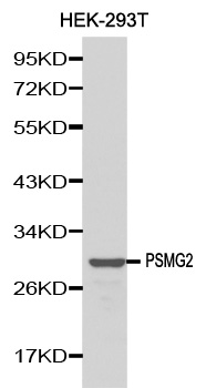 TNFSF5IP1 / CLAST3 Antibody - Western blot analysis of extracts of 293T cells, using PSMG2 antibody. The secondary antibody used was an HRP Goat Anti-Rabbit IgG (H+L) at 1:10000 dilution. Lysates were loaded 25ug per lane and 3% nonfat dry milk in TBST was used for blocking.