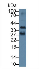 TNFSF5IP1 / CLAST3 Antibody - Western Blot; Sample: Mouse Liver lysate; Primary Ab: 1µg/ml Rabbit Anti-Human PSMG2 Antibody Second Ab: 0.2µg/mL HRP-Linked Caprine Anti-Rabbit IgG Polyclonal Antibody