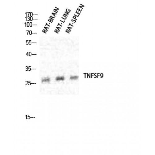 TNFSF9 / CD137L Antibody - Western blot of CD137L antibody