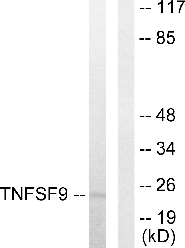 TNFSF9 / CD137L Antibody - Western blot analysis of lysates from HUVEC cells, using TNFSF9 Antibody. The lane on the right is blocked with the synthesized peptide.