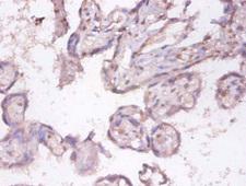 TNFSF9 / CD137L Antibody - Immunohistochemistry of paraffin-embedded human placenta tissue using TNFSF9 Antibody at dilution of 1:100