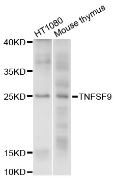 TNFSF9 / CD137L Antibody - Western blot analysis of extracts of various cell lines, using TNFSF9 antibody at 1:1000 dilution. The secondary antibody used was an HRP Goat Anti-Rabbit IgG (H+L) at 1:10000 dilution. Lysates were loaded 25ug per lane and 3% nonfat dry milk in TBST was used for blocking. An ECL Kit was used for detection and the exposure time was 10s.