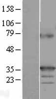 TNFSF9 / CD137L Protein - Western validation with an anti-DDK antibody * L: Control HEK293 lysate R: Over-expression lysate