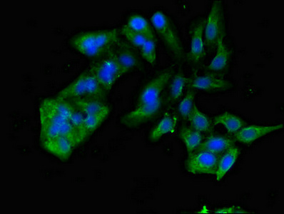 TNIK Antibody - Immunofluorescent analysis of Hela cells diluted at 1:100 and Alexa Fluor 488-congugated AffiniPure Goat Anti-Rabbit IgG(H+L)
