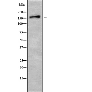 TNIK Antibody - Western blot analysis of TNIK using K562 whole cells lysates