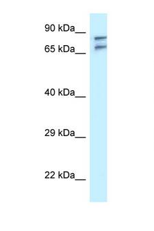 TNIP1 Antibody - TNIP1 antibody Western blot of U937 Cell lysate. Antibody concentration 1 ug/ml.  This image was taken for the unconjugated form of this product. Other forms have not been tested.