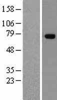 TNIP1 Protein - Western validation with an anti-DDK antibody * L: Control HEK293 lysate R: Over-expression lysate