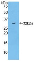 TNIP2 / ABIN-2 Antibody - Western Blot; Sample: Recombinant TNIP2, Mouse.