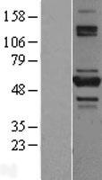 TNIP2 / ABIN-2 Protein - Western validation with an anti-DDK antibody * L: Control HEK293 lysate R: Over-expression lysate