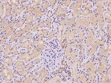 TNIP3 Antibody - Immunochemical staining of human TNIP3 in human kidney with rabbit polyclonal antibody at 1:100 dilution, formalin-fixed paraffin embedded sections.