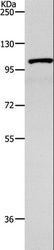 TNK2 / ACK1 Antibody - Western blot analysis of 231 cell, using TNK2 Polyclonal Antibody at dilution of 1:1800.