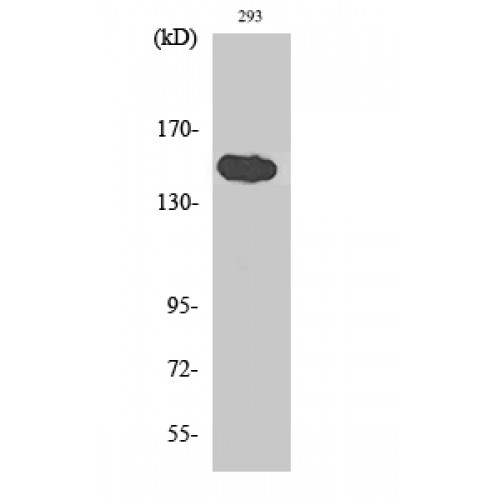 TNKS1BP1 / TAB182 Antibody - Western blot of TAB182 antibody