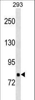 TNKS1BP1 / TAB182 Antibody - TNKS1BP1 Antibody western blot of 293 cell line lysates (35 ug/lane). The TNKS1BP1 antibody detected the TNKS1BP1 protein (arrow).