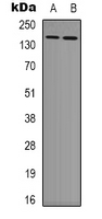 TNKS1BP1 / TAB182 Antibody - Western blot analysis of TAB182 expression in HEK293T (A); NIH3T3 (B) whole cell lysates.
