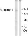 TNKS1BP1 / TAB182 Antibody - Western blot analysis of extracts from 293 cells, using TNKS1BP1 antibody.