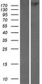 TNKS1BP1 / TAB182 Protein - Western validation with an anti-DDK antibody * L: Control HEK293 lysate R: Over-expression lysate