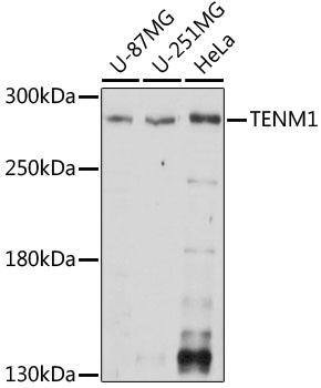 TNM / Teneurin-1 Antibody - Western blot analysis of extracts of various cell lines using TENM1 Polyclonal Antibody at dilution of 1:1000.