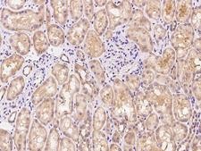 TNN / Tenascin N Antibody - Immunochemical staining of human TNN in human kidney with rabbit polyclonal antibody at 1:100 dilution, formalin-fixed paraffin embedded sections.
