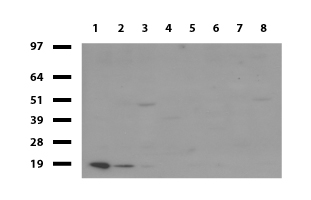 TNNC1 / Cardiac Troponin C Antibody - Western blot of cell lysates. (35ug) from 8 different cell lines. (1: HepG2, 2: HeLa, 3: SV-T2, 4: MCF7, 5: COS7, 6: Jurkat, 7: MDCK, 8: PC-12). Diluation: 1:500.