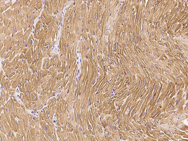 TNNC1 / Cardiac Troponin C Antibody - Immunochemical staining TNNC1 in cynomolgus heart with rabbit polyclonal antibody at 1:1000 dilution, formalin-fixed paraffin embedded sections.