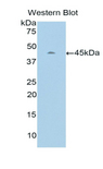 TNNC2 Antibody - Western blot of recombinant TNNC2.  This image was taken for the unconjugated form of this product. Other forms have not been tested.