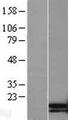 TNNC2 Protein - Western validation with an anti-DDK antibody * L: Control HEK293 lysate R: Over-expression lysate