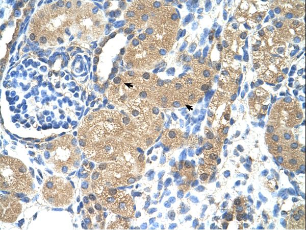 TNNI1 Antibody - Human Kidney.  This image was taken for the unconjugated form of this product. Other forms have not been tested.
