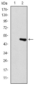 TNNI2 Antibody - Western blot using TNNI2 monoclonal antibody against HEK293 (1) and TNNI2(AA: 1-182)-hIgGFc transfected HEK293 (2) cell lysate.