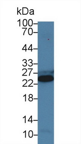 TNNI3 / Cardiac Troponin I Antibody - Western Blot; Sample: Mouse Skeletal muscle lysate; Primary Ab: 0.5µg/ml Rabbit Anti-Porcine TNNI3 Antibody Second Ab: 0.2µg/mL HRP-Linked Caprine Anti-Rabbit IgG Polyclonal Antibody