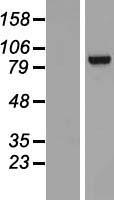 TNNI3K / CARK Protein - Western validation with an anti-DDK antibody * L: Control HEK293 lysate R: Over-expression lysate