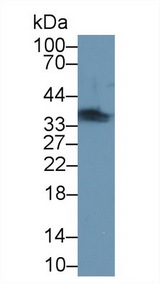 TNNT1 / TNT Antibody - Western Blot; Sample: Mouse Skeletal muscle lysate; Primary Ab: 1µg/ml Rabbit Anti-Rat TNNT1 Antibody Second Ab: 0.2µg/mL HRP-Linked Caprine Anti-Rabbit IgG Polyclonal Antibody