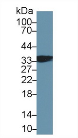 TNNT1 / TNT Antibody - Western Blot; Sample: Mouse Skeletal muscle lysate; Primary Ab: 2µg/ml Rabbit Anti-Human TNNT1 Antibody Second Ab: 0.2µg/mL HRP-Linked Caprine Anti-Rabbit IgG Polyclonal Antibody