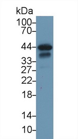 TNNT2 / CTNT Antibody - Western Blot; Sample: Rat Heart lysate; Primary Ab: 1µg/ml Rabbit Anti-Rat TNNT2 Antibody Second Ab: 0.2µg/mL HRP-Linked Caprine Anti-Rabbit IgG Polyclonal Antibody