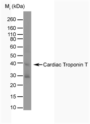 TNNT2 / CTNT Antibody - Human Heart lysate probed with MOUSE ANTI-TROPONIN T CARDIAC ISOFORM 1 (MOUSE ANTI TROPONIN T CARDIAC ISOFORM 1).