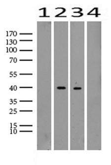 TNNT2 / CTNT Antibody - Western blot analysis of extracts. (25ug) from 4 different cell lines by using anti-TNNT2 monoclonal antibody. (1:500). (1: HEK293; 2: Hela; 3: MCF7; 4: HepG2) Dilution: 1:500